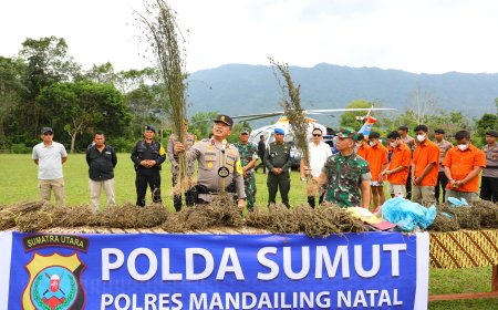 18 Titik Ladang Ganja Seluas 150 Hektare Ditemukan di Madina