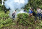 Ladang Ganja Seluas 5 Hektare Ditemukan di Perbukitan di Tor Sihite, Polisi Lakukan Pemusnahan