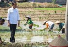 Survei Litbang Kompas soal Kepuasan Publik, Jokowi: Kita Pakai sebagai Bahan Evaluasi