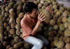 Cara Memilih Durian yang Matang dan Manis