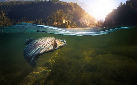 Dampak Polusi dan Perubahan Iklim, Seperempat Spesies Ikan Air Tawar Terancam Punah