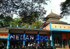 Medan Zoo Krisis Finansial, Picu 3 Harimau Mati, Karyawan 5 Bulan Tak Digaji