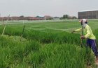 191 Petani Demak yang Gagal Panen Dapat Bantuan Rp 31,7 M dari Jokowi