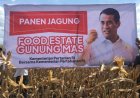 Optimis Akan Food Estate, Mentan Amran Pamer Berhasil Panen Jagung di Food Estate Gunung Mas 6,5 Ton per Hektare