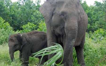 Stop Pembunuhan Gajah, Tindak Kejahatan Terhadap Satwa