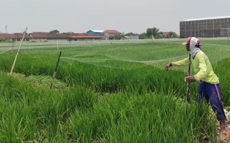 191 Petani Demak yang Gagal Panen Dapat Bantuan Rp 31,7 M dari Jokowi