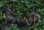 WOW, Spesies Ular Terbesar di Dunia Ditemukan di Hutan Hujan Amazon