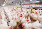 Harga Daging Ayam Mahal, Kalau Naik Lagi Pedagang dan Peternak Bisa Buntung