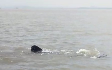 15 Ekor Hiu Tutul Muncul di Perairan Probolinggo
