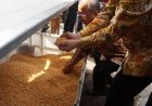 Stok Jagung Tak Cukup untuk Pakan Ternak di Indonesia, Apa Sebabnya?