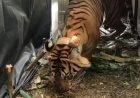 Harimau Sumatera Terkam Petani saat Panen Cabai di Langkat, Dituding yang Dilepasliarkan KLHK Kemarin