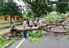 Tiga Pengendara Tertimpa Pohon yang Tumbang di Mataram