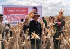Perjalanan Food Estate, Dikritik Habis Hingga Panen Raya