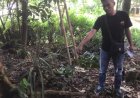 Jatuh dari Pohon Durian, Warga Kebumen Meninggal