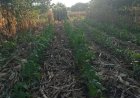 Terserang Hama, 19,5 Hektar Tanaman Jagung di Sumbawa Busuk Batang