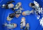 Viral, Ikan Mirip Sapi, Apa Jenisnya?
