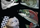 Tahukah Kamu, Ternyata Ikan Salmon Bisa Membunuh Hiu, Cek Faktanya di Sini