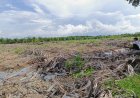 Masyarakat Desa Kwala Langkat Kecewa, Polda Sumut Masih Biarkan Pelaku Perambah Hutan Lindung Berkeliaran