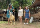 Cerita SPG Jualan Kambing di Bantul yang Mengaku Lebih Cuan Ketimbang di Mall