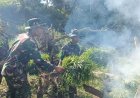 Ladang Ganja Siap Panen di Madina Ditemukan Prajurit Yonif 123 Rajawali saat Latihan Patroli Gunung