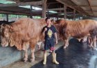 Segini Berat 3 Sapi Presiden Jokowi yang di Beli dari Peternak Wonogiri untuk Kurban 2024