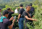 Polisi Temukan Ladang Ganja di Simalungun, Ibu dan Anak Diamankan