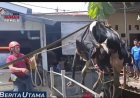 Terlepas saat Disembelih, Sapi Kurban Tercebur ke Sungai dan Berhasil Diangkat Damkar