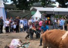 Wali Kota Bobby Nasution Saksikan Penyembelihan Sapi Kurban Jajaran Dinas Pendidikan dan Kebudayaan Medan