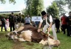 Pj Gubernur Hassanudin Saksikan Penyembelihan Kurbannya Sapi Limosin 1 Ton: Mudah-mudahan Berkah