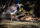 6 Spesies Burung Asal RI Ini Hilang karena Perburuan Liar
