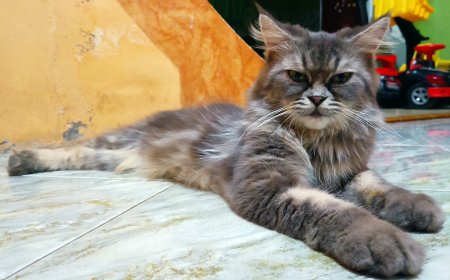 Tanda Kucing Mendoakan Kita yang Tidak Disadari Pemilik Meski Selalu Dilakukan