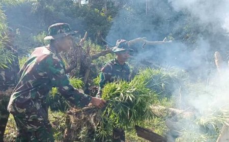 Ladang Ganja Siap Panen di Madina Ditemukan Prajurit Yonif 123 Rajawali saat Latihan Patroli Gunung