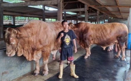 Segini Berat 3 Sapi Presiden Jokowi yang di Beli dari Peternak Wonogiri untuk Kurban 2024