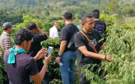 Polisi Temukan Ladang Ganja di Simalungun, Ibu dan Anak Diamankan