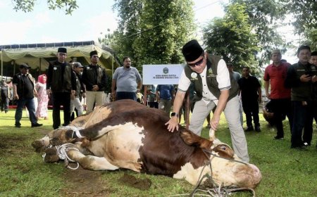 Pj Gubernur Hassanudin Saksikan Penyembelihan Kurbannya Sapi Limosin 1 Ton: Mudah-mudahan Berkah