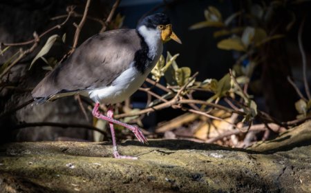 6 Spesies Burung Asal RI Ini Hilang karena Perburuan Liar