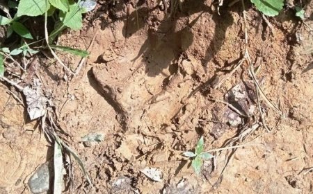 Harimau Mangsa Sapi Milik Warga di Aceh Timur
