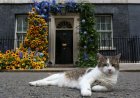 Ini Satu-satunya Kucing di Dunia yang Miliki Jabatan Strategis dan Belum Tergantikan Hingga Sekarang