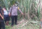 Pria Paruh Baya di Sergai Ditemukan Tewas di Ladang Sawit