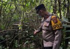 Geger, Mayat dengan Kondisi Kepala Lepas Ditemukan di Hutan Situgunung, Sukabumi