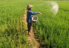Amran Buka-bukaan Alokasi Pupuk dan Anggaran Kementan Terjun Bebas
