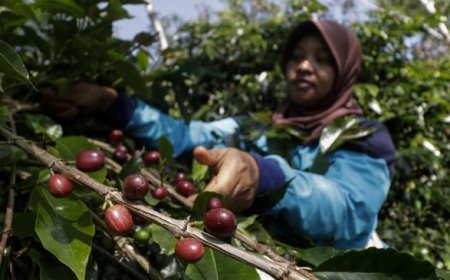 Jokowi Singgung Hilirisasi Pertanian: Beratus Tahun Ekspor Mentahan