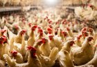 Curah Hujan Tinggi, Harga Pangan dan Daging Ayam Bergejolak