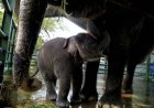Seekor Anak Gajah Sumatera Lahir di Kebun Binatang Surabaya
