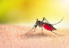Delapan Orang Meninggal dan Ratusan Terjangkit, Kabupaten Nias Selatan Nyatakan Darurat Wabah DBD dan Malaria