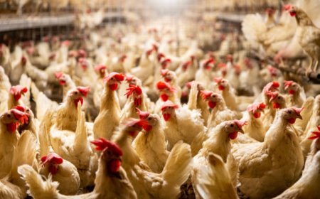 Curah Hujan Tinggi, Harga Pangan dan Daging Ayam Bergejolak