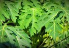 Ini Manfaat Kesehatan Daun Pepaya yang Jarang Diketahui