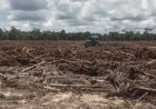 Prabowo Subianto Akan Alihkan Food Estate ke Papua Gegara Kalimantan Tak Subur