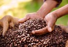 Petani Kopi Sidikalang Hadapi Fluktuasi Harga di Tengah Tantangan Cuaca dan Hama