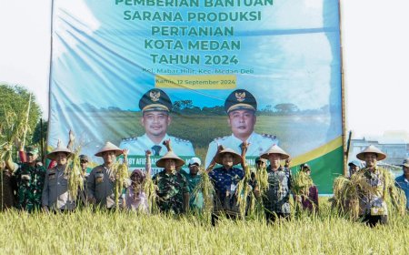 Panen Raya Padi di Mabar Hilir, Bobby Nasution:  Ketahanan Pangan Program Kita Ke Depan